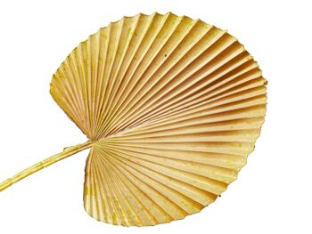 BRANCHE DE FEUILLE DE PALMIER NATUREL PVC 25X3X54CM HM92220 1