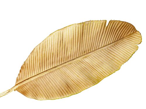 RAMA HOJA DE PLATANERA  NATURAL PVC HM92221