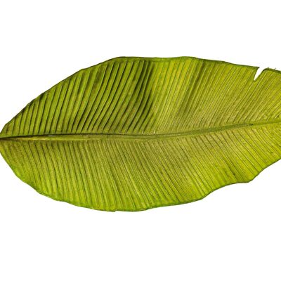 BRANCHE DE FEUILLE DE PLATAN VERT PVC 22X2X92CM HM92227