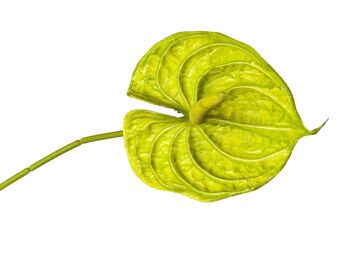 BRANCHE DE FLEUR D'ANTHURIUM VERT PVC 13X13X75CM HM92232 2