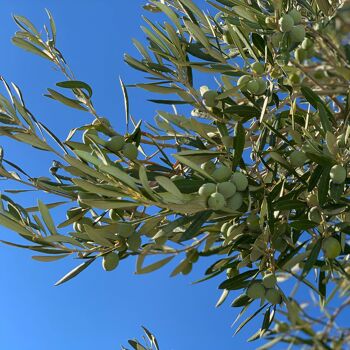 Huile d'olive extra vierge biologique Sky 4