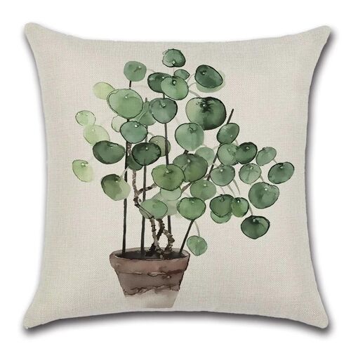 Cushion Cover Plant - Pancake