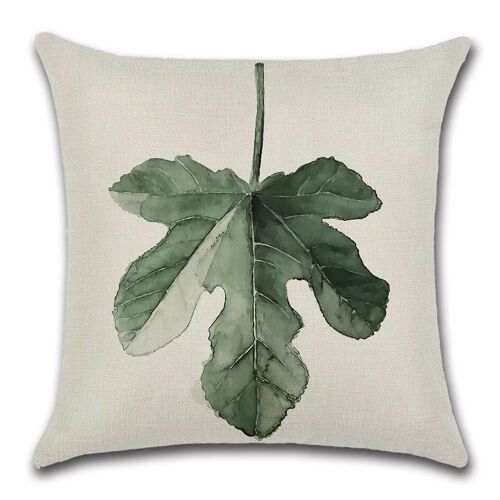 Cushion Cover Plant - Large Leaf