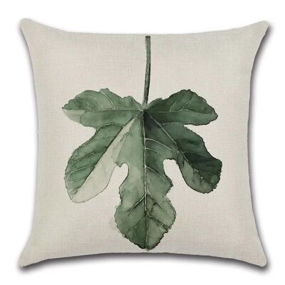 Cushion Cover Plant - Large Leaf