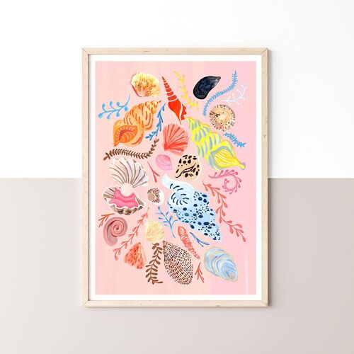 Collectionof Shells Art Print