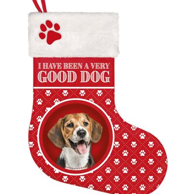 Stocking Beagle