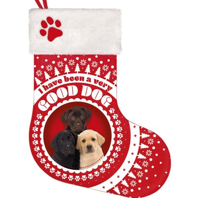 Stocking Labrador Pup