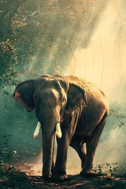 TACCUINO CON COPERTINA IN LEGNO - ELEFANTE