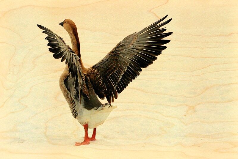 CARTOLINA D'OCA IN LEGNO ALI SPALMATE