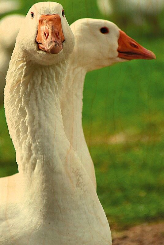 CARTOLINA IN LEGNO DI OCA BIANCA