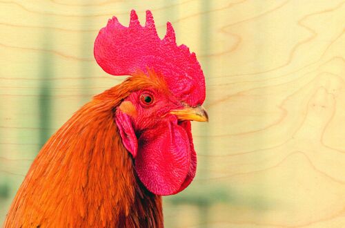 CARTE POSTALE BOIS TETE COQ PROFIL