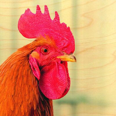 CARTE POSTALE BOIS TETE COQ PROFIL