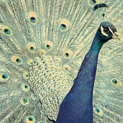 BLUE PEACOCK WOODEN POSTCARD