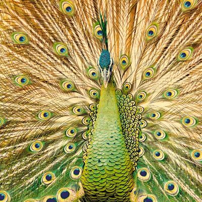 GREEN PEACOCK WOODEN POSTCARD