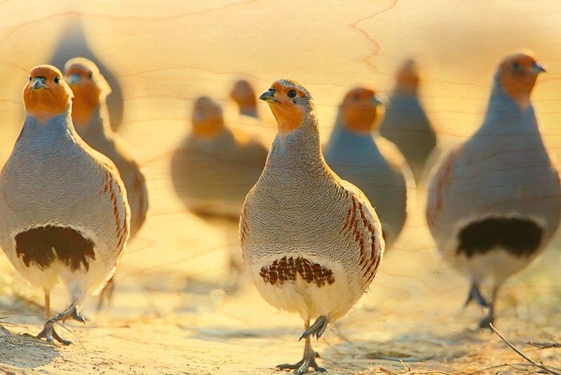 CARTOLINA DI LEGNO DELLA BANDA DI PERNICE