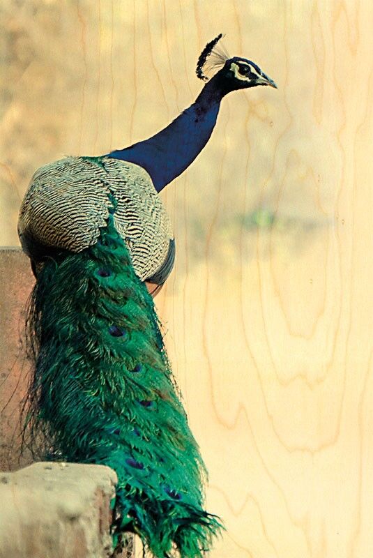 CARTOLINA IN LEGNO PAVONE A PROFILO PIEGHEVOLE