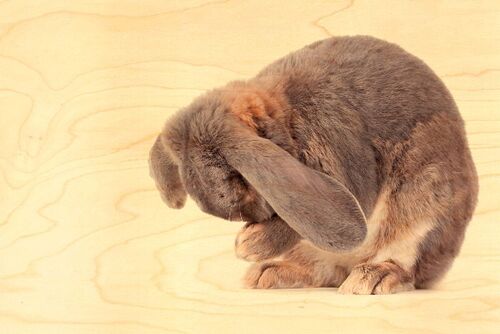 CARTE POSTALE BOIS LAPIN TOILETTE