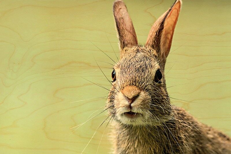 CARTOLINA IN LEGNO PRIMO PIANO CONIGLIO GARENNE