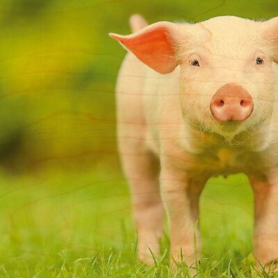 WOODEN POSTCARD LITTLE PIG IN THE GRASS