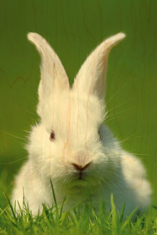 CARTOLINA DI LEGNO CONIGLIO BIANCO IN ERBA