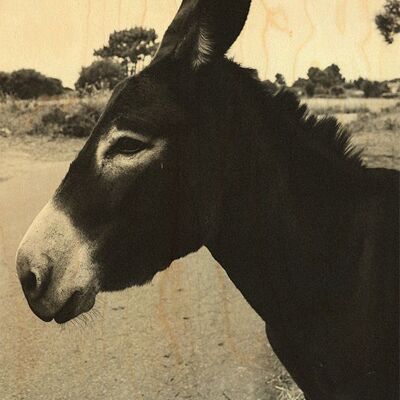 BLACK & WHITE WOODEN DONKEY POSTCARD