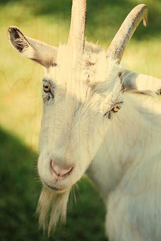 WOODEN GOAT PORTRAIT POSTCARD
