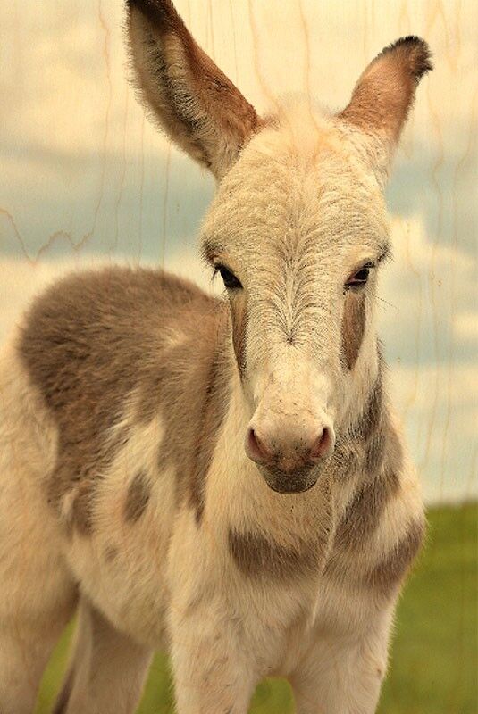 CARTOLINA DI LEGNO ANON BIANCA