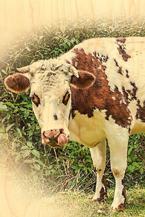 CARTE POSTALE BOIS VACHE NORMANDE DE FACE