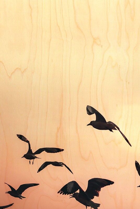 SEEMÖWEN AUF ROSA HÖLZERNER POSTKARTE