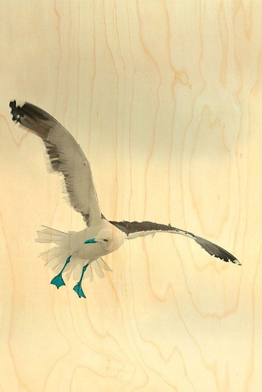 HÖLZERNE POSTKARTEN-SEEMÖWE-BLAUE PFOTEN