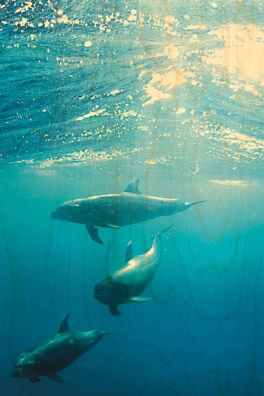 CARTOLINA IN LEGNO 3 DELFINI SUBACQUEI