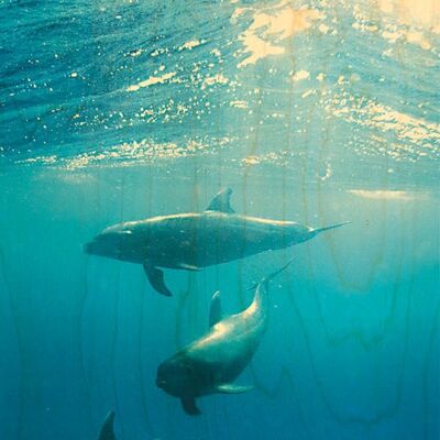 CARTE POSTALE BOIS 3 DAUPHINS SOUS L'EAU