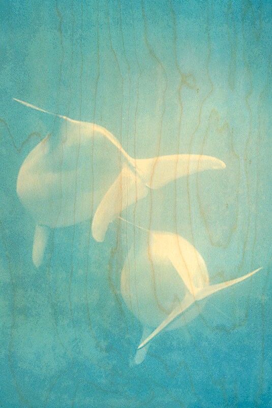 CARTOLINA IN LEGNO FANTASMI ACQUATICI