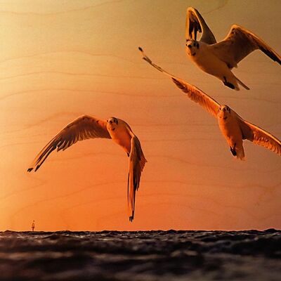 WOODEN POSTCARD 3 SEAGULLS SUNSET