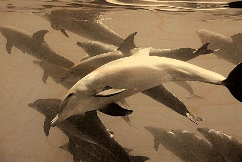 CARTOLINA DI LEGNO DEL BRANCO DI DELFINI IN BIANCO E NERO