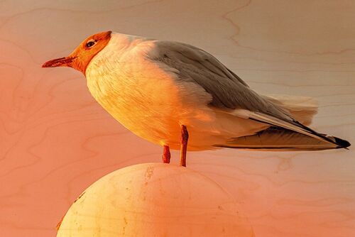 CARTE POSTALE BOIS MOUETTE RIEUSE SOLEIL COUCHANT