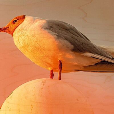 CARTE POSTALE BOIS MOUETTE RIEUSE SOLEIL COUCHANT