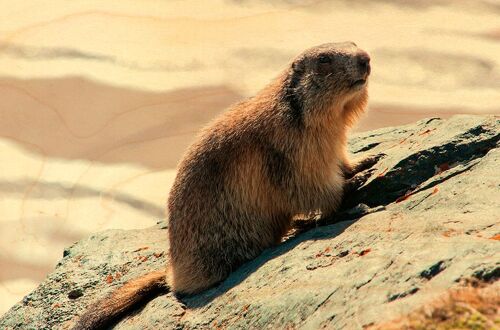 CARTE POSTALE BOIS MONTAGNE MARMOTTE SOLEIL MONTAGNE - PERSONNALISABLE