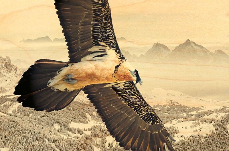 CARTOLINA IN LEGNO GYPAETE BARBA