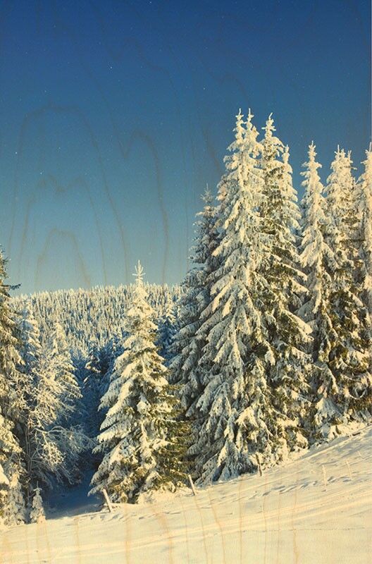 POSTAL DE MADERA DE ABETO NIEVE