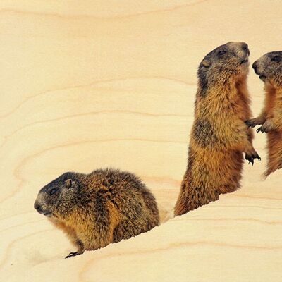 POSTCARD WOOD MARMOTS IN THE SNOW