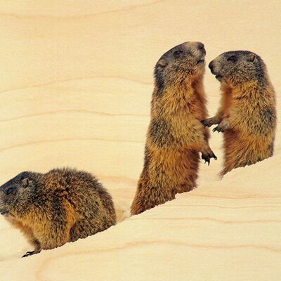 POSTCARD WOOD MARMOTS IN THE SNOW