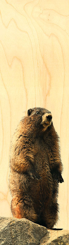 MARMOT WOODEN BOOKMARK