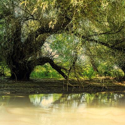 ALBERO DI PALUDE DI LEGNO DELLA CARTOLINA