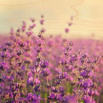 PROVENCE UNSCHARFE LAVENDEL-HOLZ-POSTKARTE