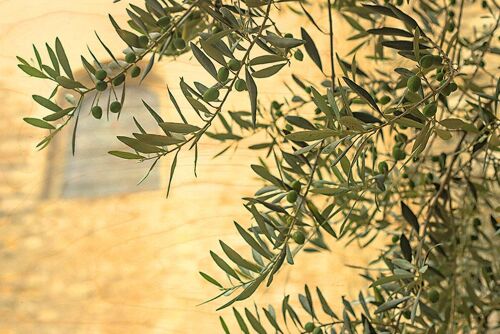 CARTE POSTALE BOIS OLIVES FOND MUR PROVENCE