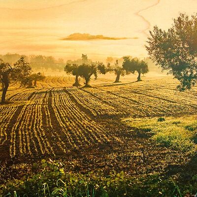 PROVENCE SUN OLIVE GROVE HÖLZERNE POSTKARTE