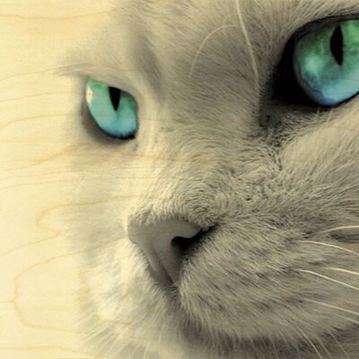CARTOLINA DI LEGNO DEL GATTO DEGLI OCCHI BLU