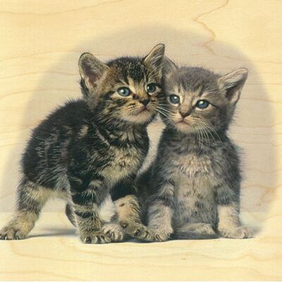 WOODEN KITTENS POSTCARD