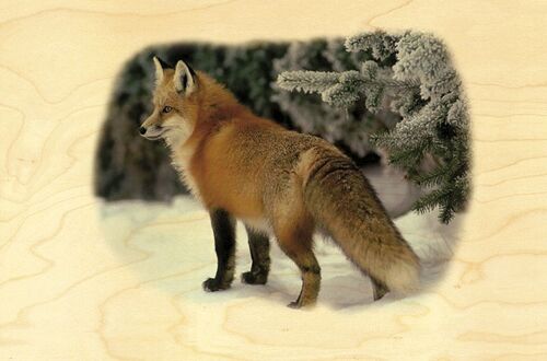 CARTE POSTALE BOIS RENARD NEIGE